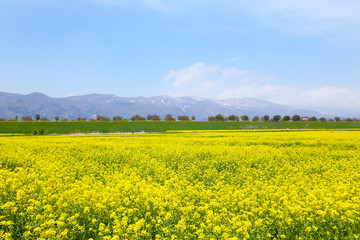 信州　いいやま菜の花公園