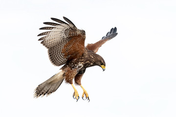 Harris's Hawk (parabuteo unicinctus) Juvenile, Laguna Seca Ranch, Texas