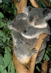 KOALA phascolarctos cinereus