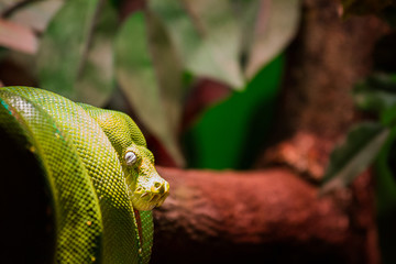Green tree python