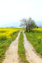 信州　いいやま野沢菜畑の農道