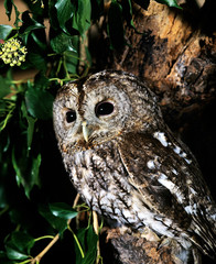 CHOUETTE HULOTTE strix aluco