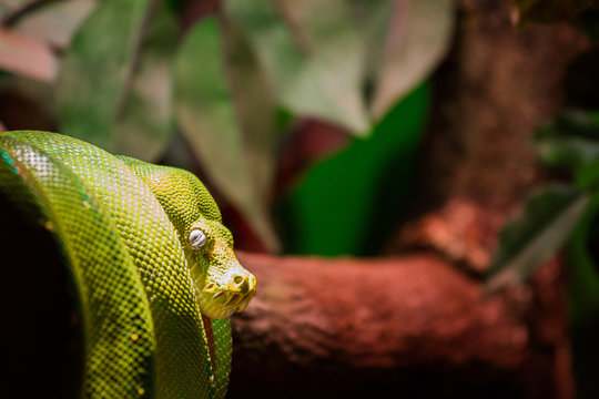 Green tree python