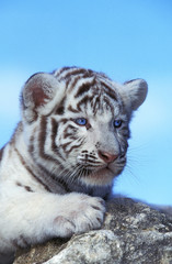 TIGRE BLANC panthera tigris