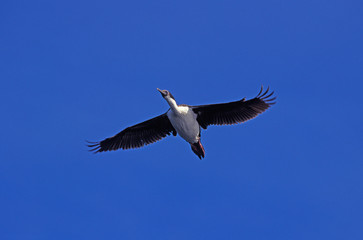 Fototapeta premium CORMORAN IMPERIAL phalacrocorax atriceps albiventer