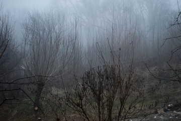 Mystical landscape, winter, fog. Lyrical mood. Frost, hoarfrost