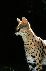 SERVAL leptailurus serval