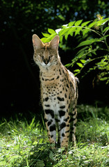SERVAL leptailurus serval