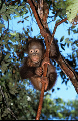 ORANG OUTAN pongo pygmaeus