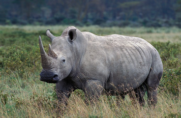 Obraz premium RHINOCEROS BLANC ceratotherium simum