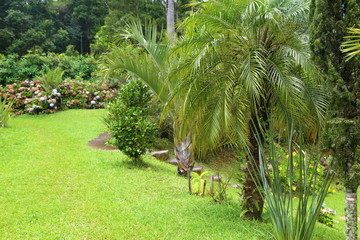 Beautiful outdoor tropical garden with green grass, trees, palm trees. Rural area near Sao Paulo, Brazilr