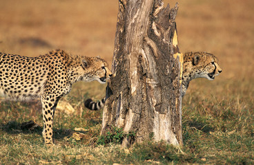 GUEPARD acinonyx jubatus