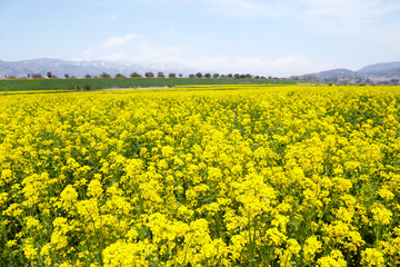 Obraz premium 信州 いいやま菜の花公園