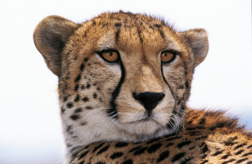 GUEPARD acinonyx jubatus
