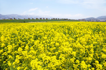 Obraz premium 信州 いいやま菜の花畑