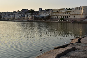 Obraz premium インドのラジャスタン州のプシュカル 夕暮れのプシュカル湖と街並み 湖岸で休憩する野鳥の群れ