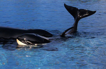 Fototapeta premium ORQUE EPAULARD orcinus orca
