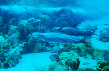 GRAND DAUPHIN tursiops truncatus
