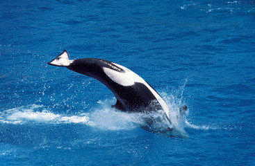 ORQUE EPAULARD orcinus orca