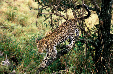 PANTHERE LEOPARD panthera pardus