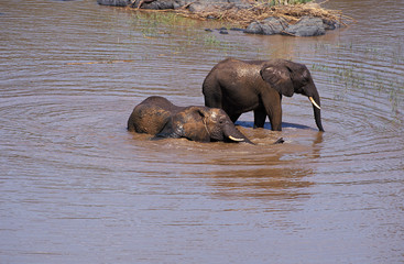 ELEPHANT D'AFRIQUE loxodonta africana