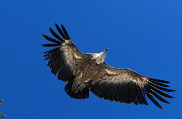VAUTOUR FAUVE gyps fulvus