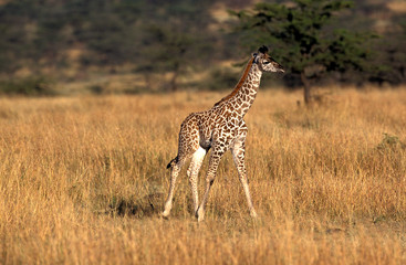 GIRAFE MASAI giraffa camelopardalis tippelskirchi
