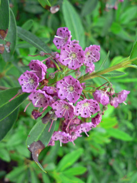 Mountain Laurel, Baxter State Park, Maine