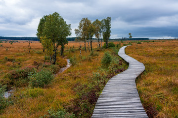 Fototapeta na wymiar Moorland landscape of the High Fens in autumn, Belgium.