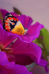 Australian common northern jezebel butterfly