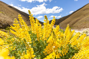 Obraz premium 満開するルピナス 幸せ、旅行、花見のイメージ