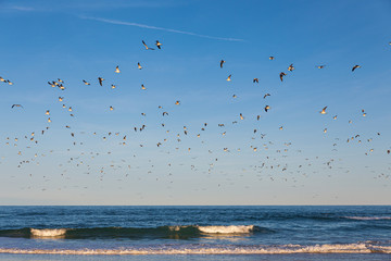 Flock of Flying Sea Gulls flying over a beach in Florida