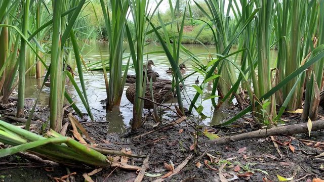 Funny Little Cute Duckling Running Between The Reeds And Eating Bread Near The Pond, Low Angle