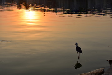 インドのラジャスタン州のプシュカル　美しい夕日とプシュカル湖と街並み　湖岸で休憩する野鳥