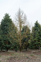 The durian tree is dead and the leaves fall out