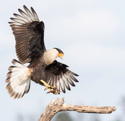 Crested Caracara landing at Laguna Seca Ranch, Texas