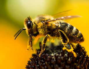 Honey bee 