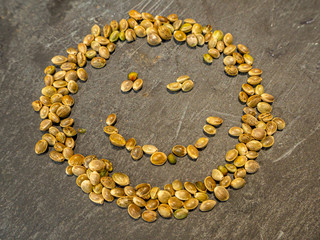 cannabis or marijuana seeds