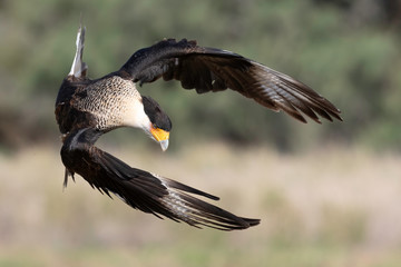 Crested Caracara putting on the breaks, Rio Grande Valley, Texas
