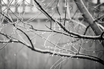 Mini raindrops in spring on trees black and white