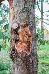 Bark of durian tree that is prepared for treatment