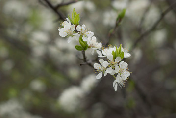 blooming cherry tree