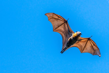 Naklejka premium Isolated fruit bat, flying fox, on a blue sky background