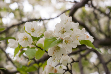 Blooming Cherry Tree