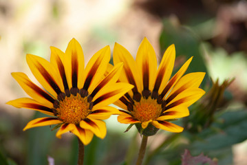 SONY DSCBeautiful yellow flowers with texture and intense colors. Image.