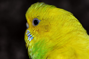 Yellow parrot Looks cute