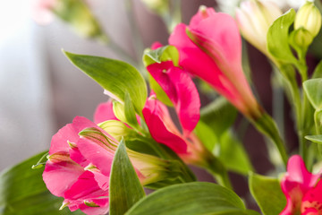 bouquet of beautiful pink flowers close-up front view