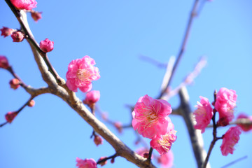 梅の花が咲き始めた春の訪れ