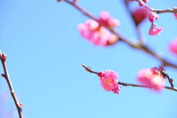 奥にピントを合わせた可愛い梅の花
