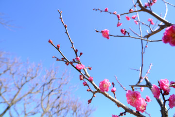 空に伸びる美しい梅の花と蕾